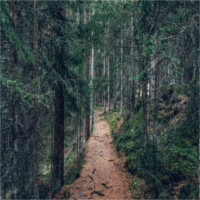 forest-1837060_640_small